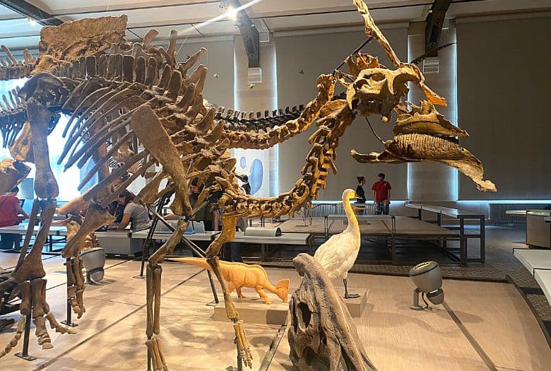 Amurosaurus in the front and Olorotitan with its head crest behind. Both Hadrosaurs lived in what is now the Amur region of Russia, on the border with China.