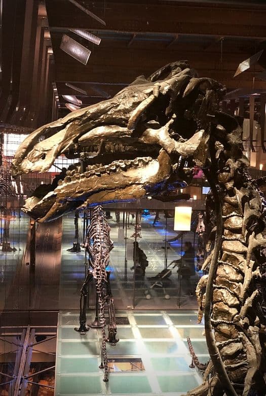The Bernissart dinosaurs, or one of the 30 Iguanodons on display together with around 10 other dinosaurs and various dinosaur and other artefacts at the Belgian Museum of Natural Sciences in Brussels, part of the Belgian Institute for Natural Sciences