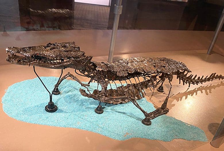 Bernissartia, a prehistoric crocodilian found together with the Bernissart dinosaurs 320 m below the surface in the mine at Bernissart.