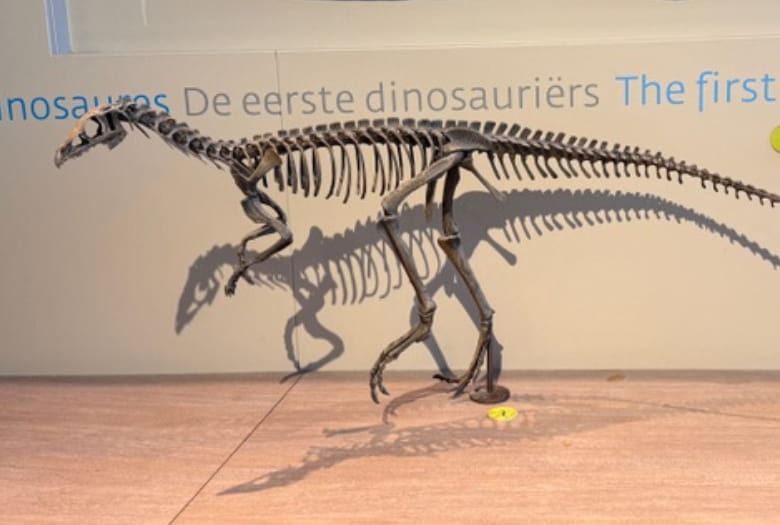 An Eoraptor skeleton. Eoraptor is one of the earliest dinosaurs found so far. It lived in what is now Argentina. This example is on display in the Belgian Institute of Natural Sciences, together with a Coelophysis, another very early dinosaur from what is now New Mexico, USA.