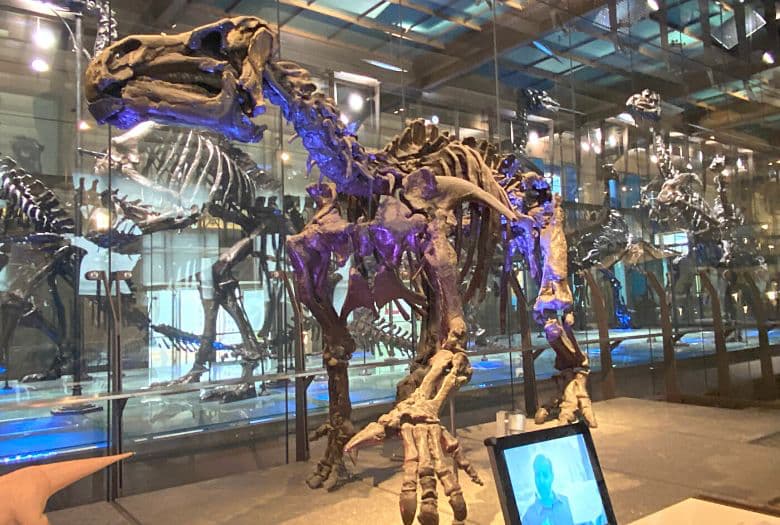 One of the Bernissart dinosaurs, assembled in the position that they probably in when they lived; later evidence has shown that the Bernissart dinosaurs walked on four legs and not two, as they were originally assembled.