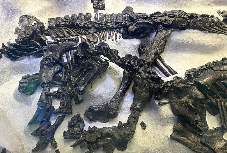 The Bernissart dinosaurs, "in situ" as they were found 322m below the surface in the mine in Bernissart.