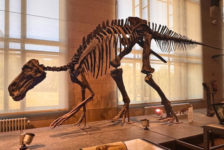 Maiasaura fossil at the Belgian Institute for Natural Sciences. The fossil is displayed next to a nest with eggs and juvenile Maiasaura although no adult Maiasaura have actually been found with juvenile Maiasaura.