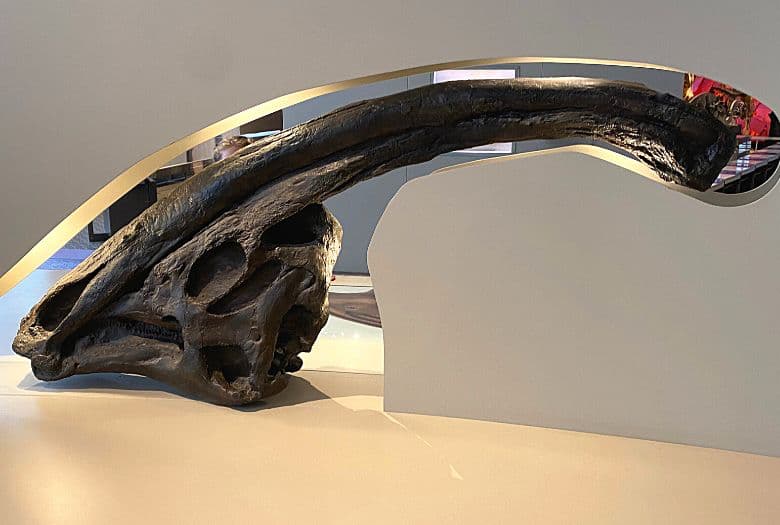 A Parasaurolophus skull with its signature long head crest. At the push of a button, you can hear the sound of air being forced through the crest, to imitate the sounds that the Parasaurolophus probably made.