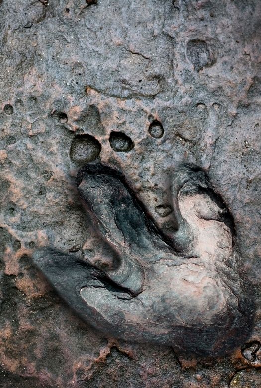 Where dinosaurs roamed: the 15 best places to see real dinosaur tracks and footprints, such as this single Theropod (meat eater) footprint.
