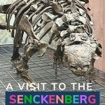 Pin: A visit to the Senckenberg Museum, with image of a Euplocephalus