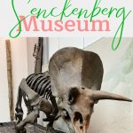 Pin: What not to miss at the Senckenberg Museum: with image of Triceratops skeleton