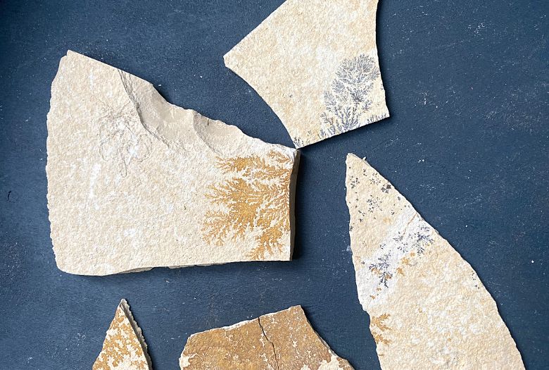 Some of the fossils we found at Blumenberg Quarry while fossil hunting in the Altm&uuml;hl Valley. As you can see, many are dendrites
