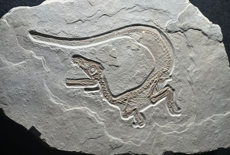 The complete skeleton of Xaveropterus, one of the more recent sensational finds in the limestone of the Altm&uuml;hl Valley