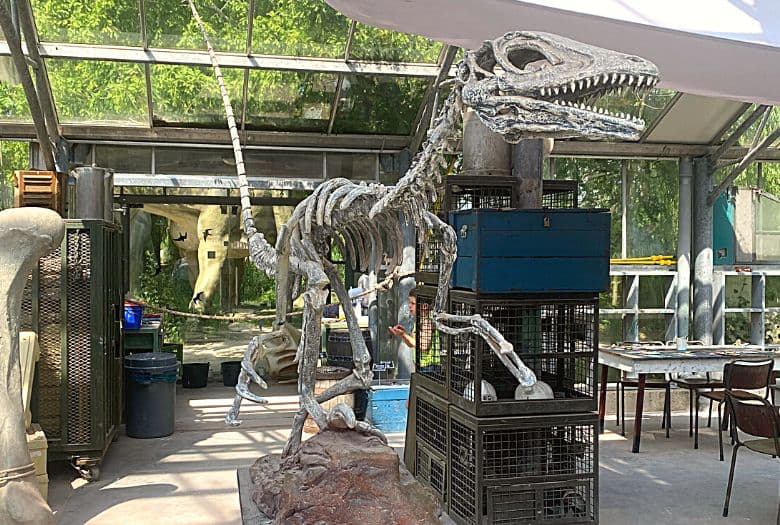 A raptor fossil in the Paleo Lab at Dinoland Zwolle