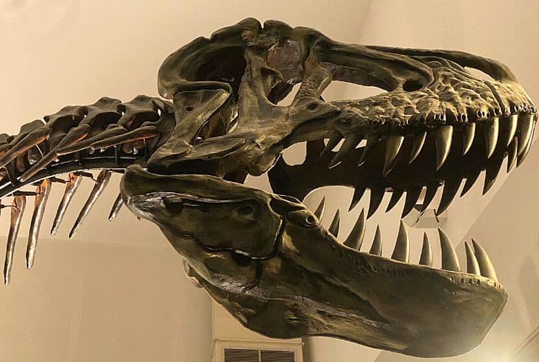 T-Rex skeleton, part of the T-Rexpedition at Dinoland Zwolle
